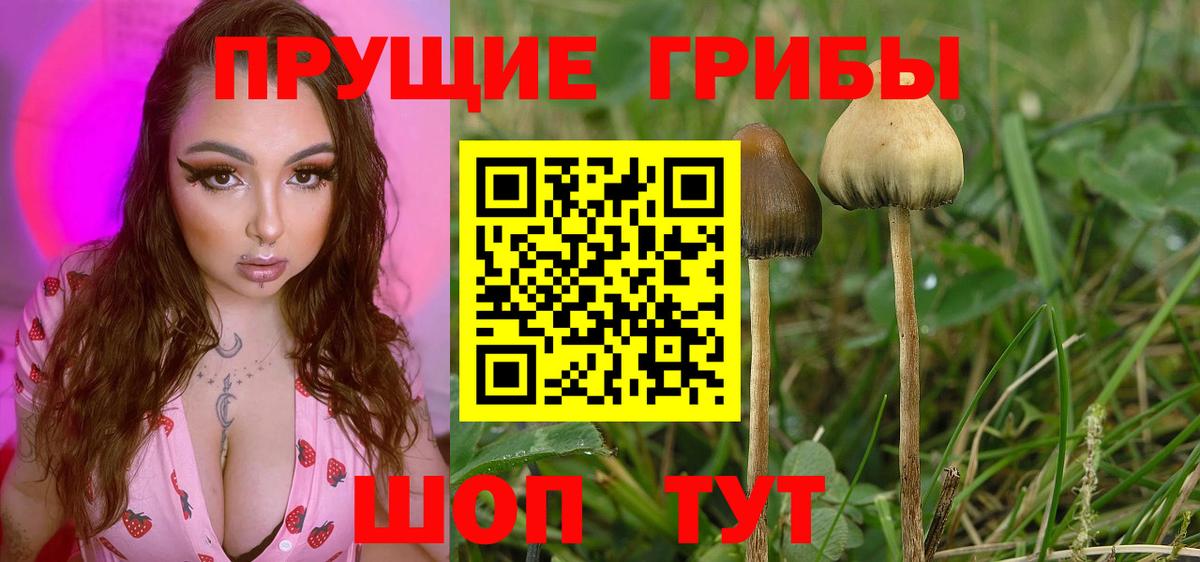 Псилоцибиновые грибы мицелий Воронеж